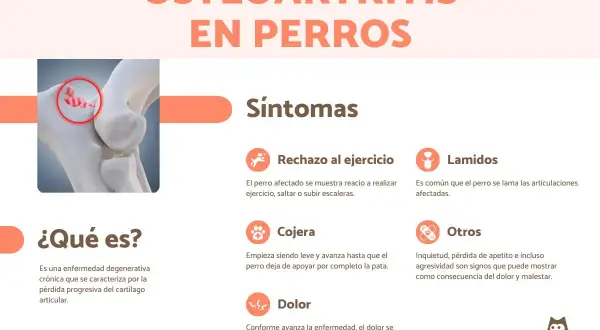 Infografía sobre la osteoartritis en perros, detallando síntomas como rechazo al ejercicio, lamidos, cojera y dolor.