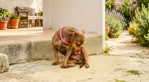 Perro pequeño con collar rosa se lame la pata, parece que el perro no puede orinar.