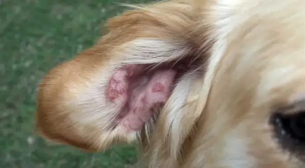 Oído de perro con lesiones cutáneas, posible síntoma de leishmania en perros.