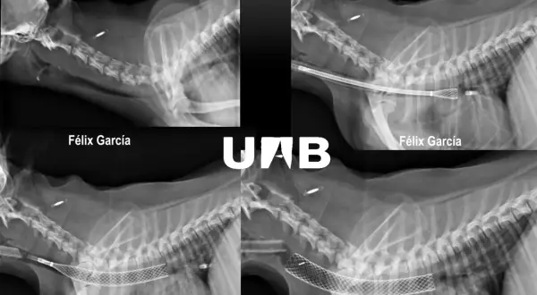 Radiografías de perros con colapso traqueal. Se observa la implantación de stents para mantener la vía aérea abierta.