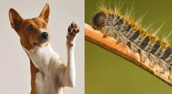 Perro levanta pata, alerta ante la procesionaria. ¡Cuidado con los perros!