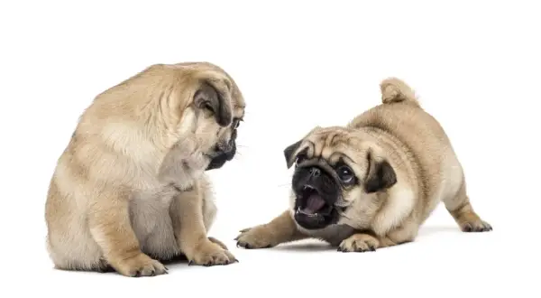 Dos cachorros pug juguetones, uno sentado y otro en posición de ataque, mostrando su adorable pug temperamento.