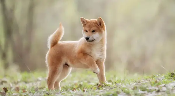 Un juguetón cachorro shiba inu, con su cola enroscada, explora la hierba y las hojas caídas en un día soleado.