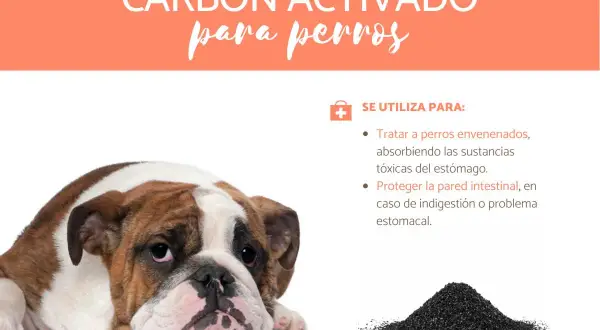 Bulldog triste con texto sobre carbón activado para perros, útil para intoxicaciones y problemas estomacales.