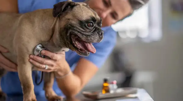Veterinario examina a un perro pug que respira rápido. El veterinario usa un estetoscopio para escuchar su corazón.