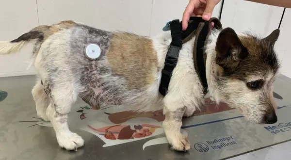 Perro con parche en el lomo para monitorear la diabetes. Tiene un arnés y su pelaje muestra zonas de pérdida y cambios de color.