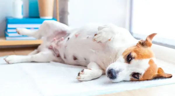 Perro Jack Russell con síntomas de giardia, acostado en una alfombrilla absorbente.