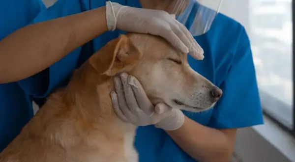 Un veterinario homeópata examina con ternura a un perro, transmitiendo calma y cuidado.