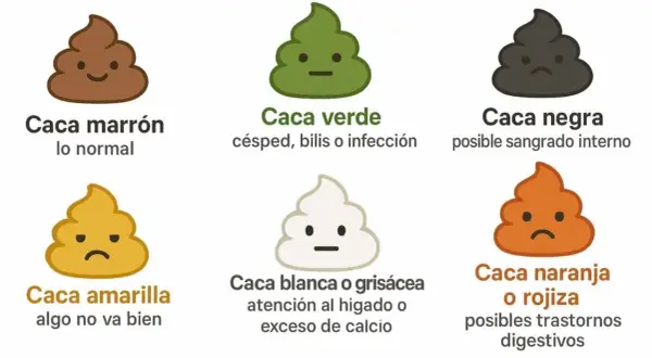 Seis tipos de caca de perro: marrón (normal), verde (infección), negra (sangrado), amarilla (malestar), blanca/grisácea (hígado/calcio) y naranja/rojiza (digestivo).