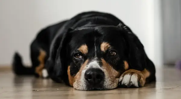 Mi perro se queda quieto mirando a la nada, con su cabeza apoyada en sus patas.