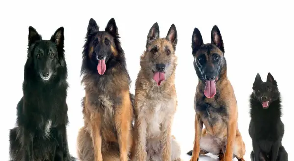 Cinco perros pastor belga, de diferentes colores y pelajes, sentados y mirando al frente con la lengua fuera.