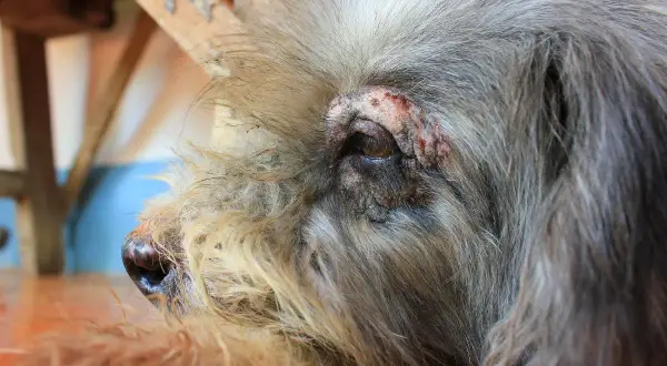 Primer plano de un perro con irritación alrededor del ojo, un posible síntoma de varios tipos de alergias en perros.