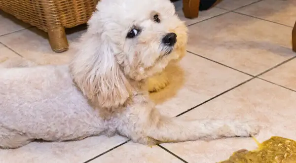 Un perro blanco y esponjoso mira con preocupación al lado de un vómito amarillo en el suelo.