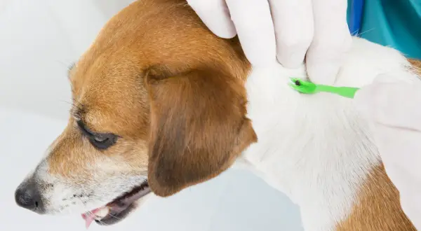Veterinario retira garrapata de un perro, previniendo anaplasma.