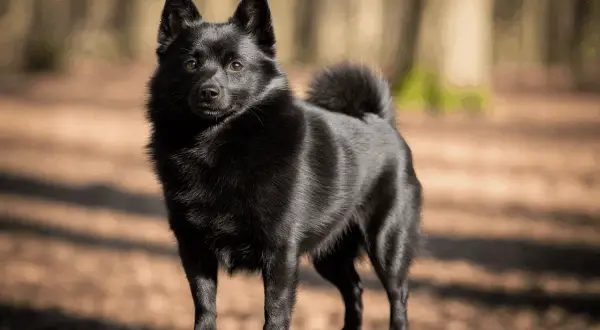 Un perro negro, con pelaje brillante y cola enroscada, posa en un tronco cubierto de musgo en un bosque.
