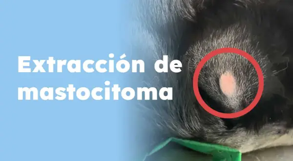 Extracción de mastocitoma en perros. Foto de un tumor en la piel de un canino, resaltado en rojo.