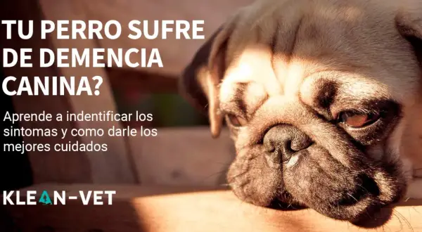 Primer plano de un pug con texto que pregunta si tu perro sufre de demencia canina. Aprende a identificar síntomas y cuidados.