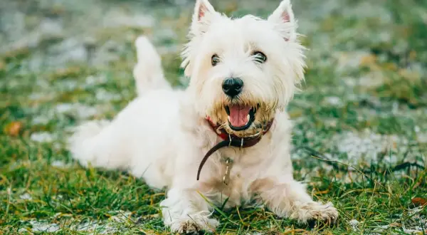 Westie blanco con collar rojo, parece que mi perro tiene tos seca y arcadas, pero está feliz en la hierba.