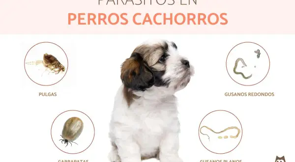 Cachorro adorable rodeado de imágenes de parásitos comunes en perros: pulgas, garrapatas, gusanos redondos y planos.