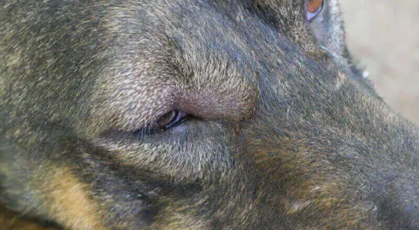 Primer plano de un perro con un ojo cerrado y lloroso, buscando remedios caseros.