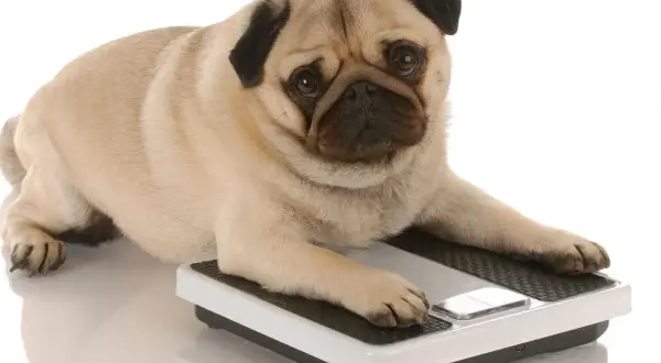 Un perro con sobrepeso, un pug, se acuesta sobre una báscula, con la pata delantera sobre el botón.