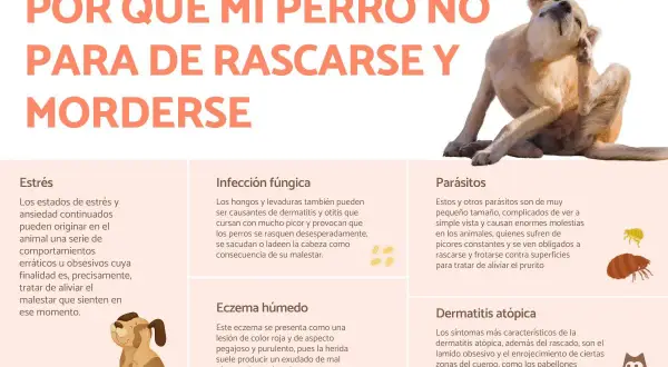 Perro rascándose intensamente, sufriendo de picores. El texto explica las causas de los picores en perros, como parásitos o dermatitis.