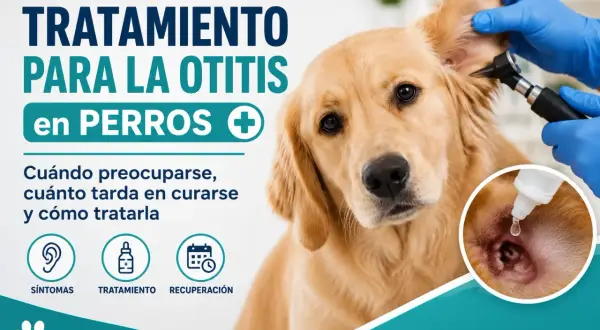 Golden retriever siendo examinado por un veterinario para tratar la otitis en perros. Se muestran síntomas, tratamiento y recuperación.