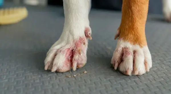 Patas de perro con pododermatitis, mostrando inflamación y enrojecimiento. La pata izquierda está más afectada, con heridas y costras.