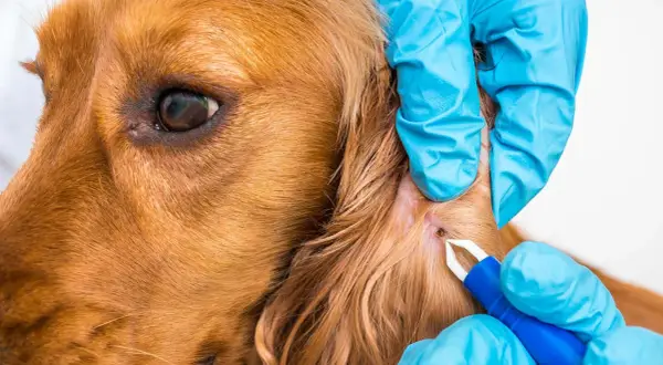 Manos enguantadas extraen una garrapata perro de su oreja con un removedor.