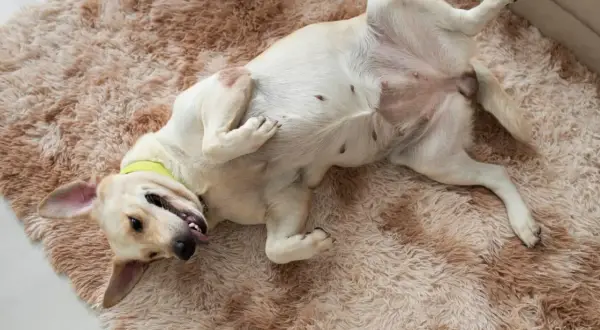 Perro blanco tumbado boca arriba en una alfombra peluda, con la lengua fuera y las patas en el aire. Parece que a mi perro le suenan las tripas.