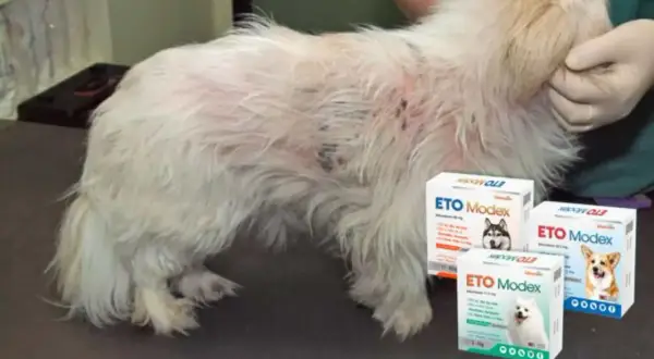 Perro con sarna, mostrando el tratamiento ETO Modex. Su pelaje está afectado, pero las cajas del producto sugieren esperanza.