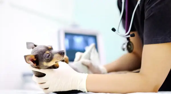 Veterinario examina a un perro con posible tumor testicular. La esperanza de vida depende del diagnóstico y tratamiento.