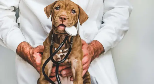 Cachorro marrón con estetoscopio, ¿posiblemente indicando fosfatasa alcalina alta en perros?