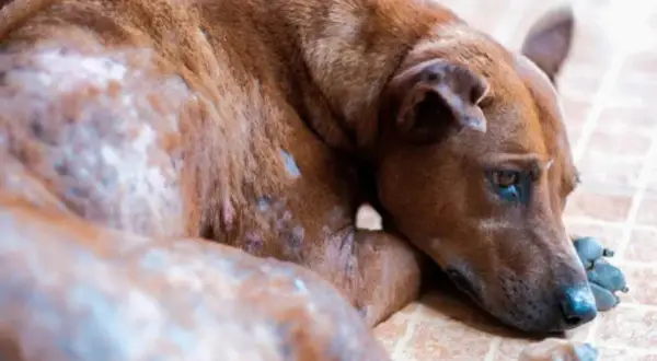 Perro con sarna, mostrando costras y pérdida de pelo.