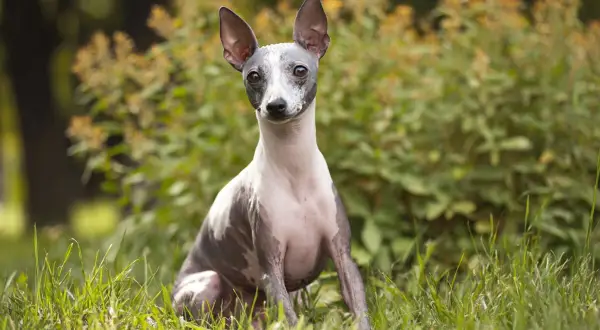 Un curioso terrier sin pelo sentado en la hierba, con orejas puntiagudas y mirada atenta.