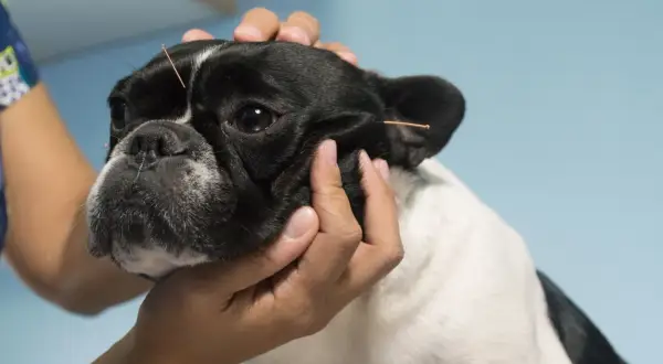Un bulldog francés recibe acupuntura canina para aliviar su dolor.