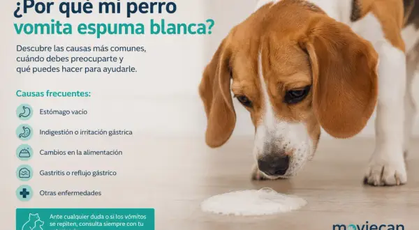 Un beagle mira con preocupación una espuma blanca en el suelo, indicando que mi perro vomita espuma blanca. La imagen explica las causas.