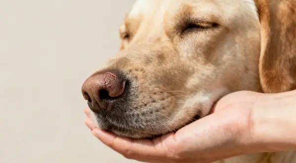 Primer plano de un perro con nariz seca, sostenida por una mano.