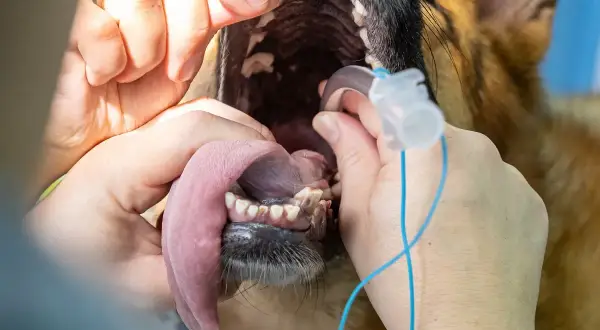 Veterinario examina la boca de un perro con un tubo de anestesia. La pregunta de cuanto vive un perro con colapso traqueal es importante.