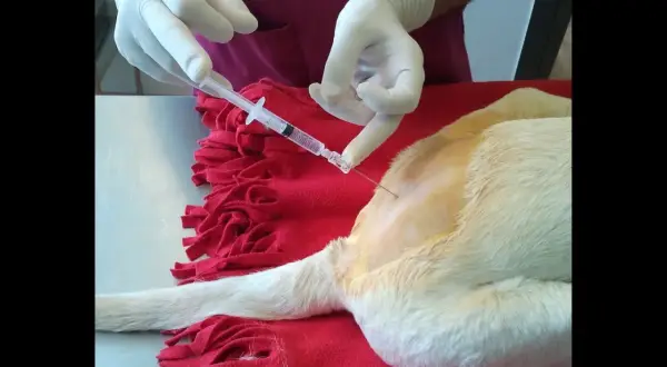 Veterinario administra anestesia para perros con jeringa.