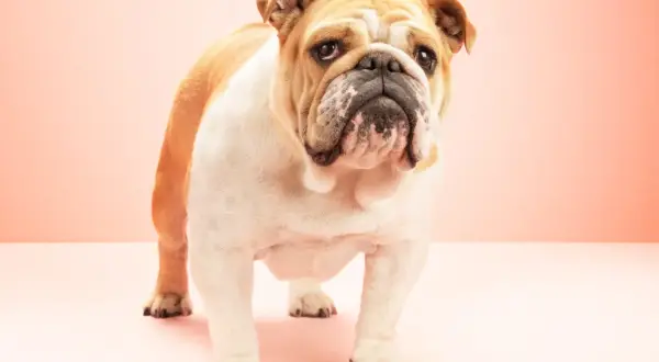 Un adorable bulldog inglés con pelaje blanco y dorado, con una expresión curiosa y arrugas distintivas, posa sobre un fondo rosa pálido.