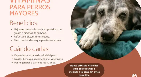 Un perro mayor, con pelaje grisáceo, descansa plácidamente. El texto informa sobre vitaminas para perros viejos y sus beneficios.