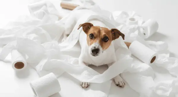 Perro Jack Russell rodeado de papel higiénico. ¿Buscas remedios caseros para un perro estreñido?