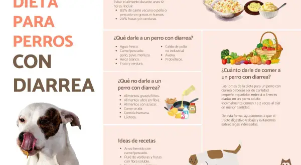 Dieta para perros con diarrea: qué darles, qué evitar y recetas. Si mi perro tiene diarrea, ¿qué medicamento le doy? Este gráfico ofrece consejos.