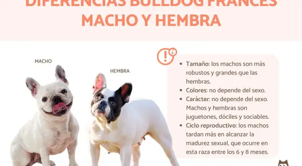 Un buldog francés macho blanco y sonriente junto a una hembra de buldog francés blanco y negro. La imagen compara diferencias entre machos y hembras.