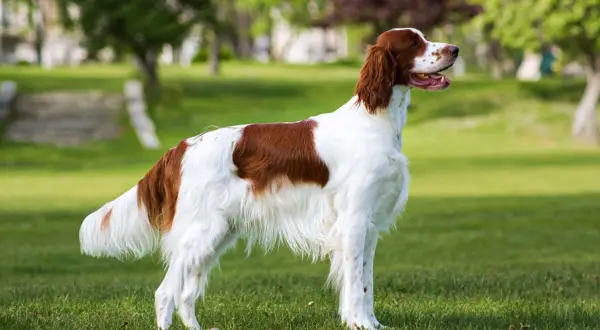 Un elegante setter irlandés, con su pelaje blanco y castaño, posa en un parque verde.
