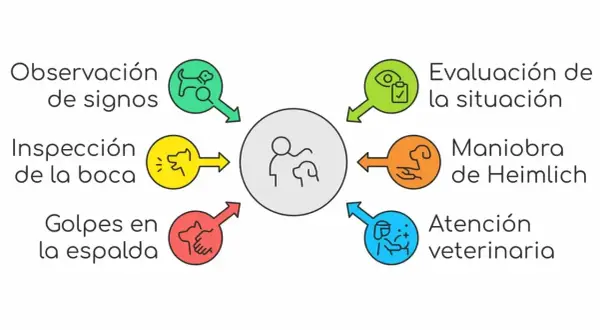 Diagrama de pasos: observación, inspección, golpes en espalda, evaluación, Maniobra de Heimlich y atención veterinaria, para saber qué hacer cuando un perro se atraganta.