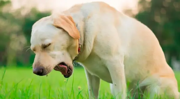 Labrador tosiendo en la hierba. La tos de las perreras puede contagiarse a humanos.