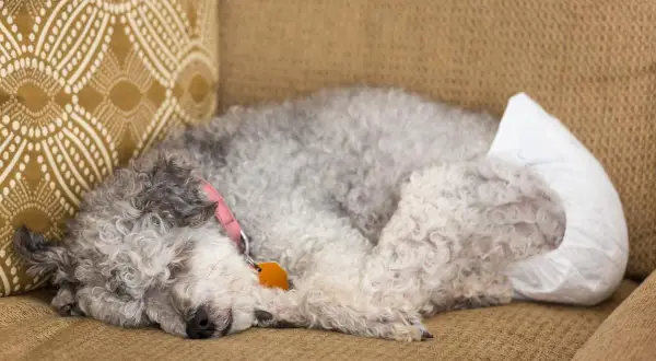 Perro durmiendo en un sofá con pañal, indicativo de incontinencia urinaria en perros.