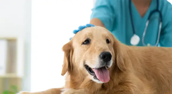 Veterinario examina a un perro golden retriever. La detección temprana del linfoma en perros es crucial para un tratamiento exitoso.